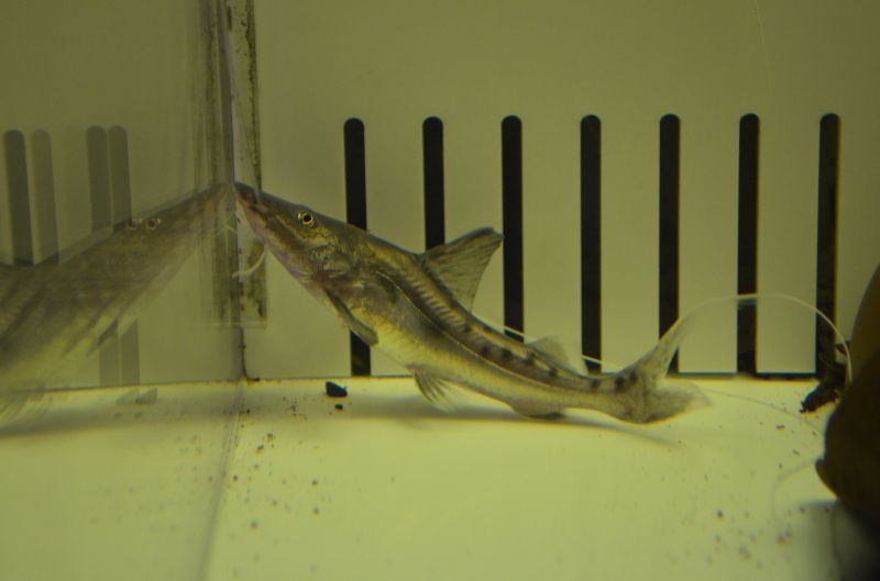 熱帯魚 本ピライーバ 目測45センチ