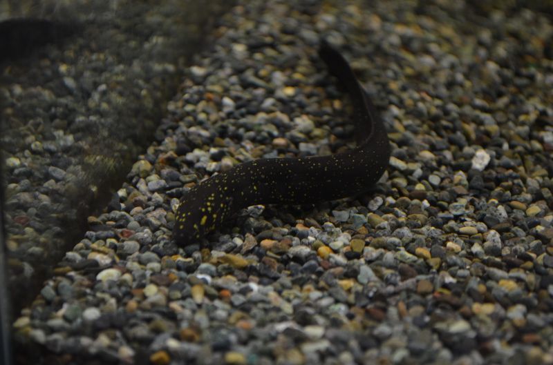 レピドシレン パラドクサ スネークヘッド等の熱帯魚の通販なら魚銀座 M8堂