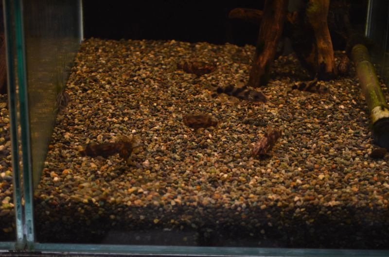 サカサナマズ スネークヘッド等の熱帯魚の通販なら魚銀座 M8堂