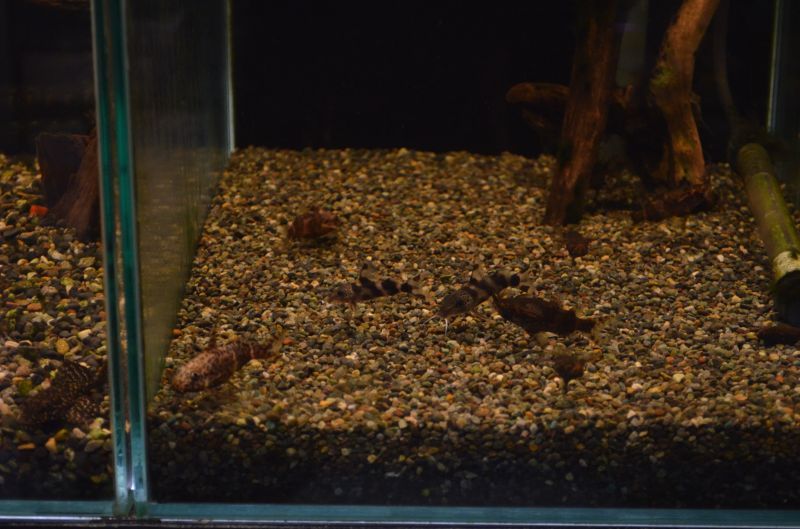 サカサナマズ スネークヘッド等の熱帯魚の通販なら魚銀座 M8堂