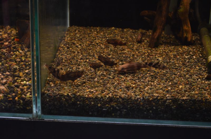 サカサナマズ スネークヘッド等の熱帯魚の通販なら魚銀座 M8堂
