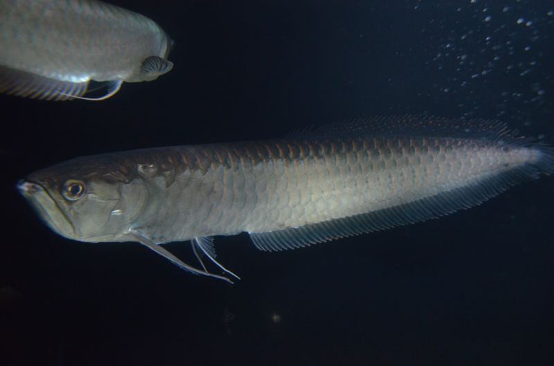 ブラックアロワナ ５５cm スネークヘッド等の熱帯魚の通販なら魚銀座 M8堂