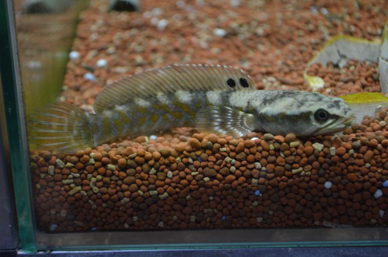 チャンナｓｐ ミメティックプルクラ スネークヘッド等の熱帯魚の通販なら魚銀座 M8堂