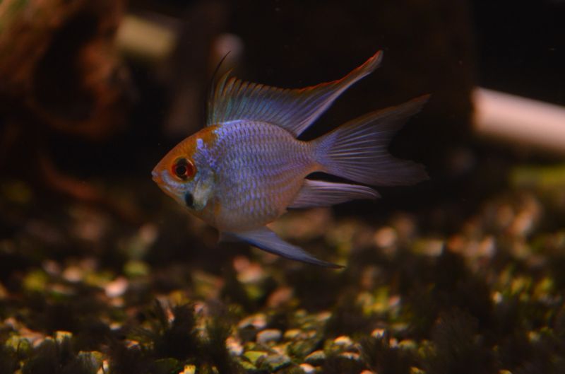 ロングフィンコバルトブルーバルーンラミレジィ スネークヘッド等の熱帯魚の通販なら魚銀座 M8堂