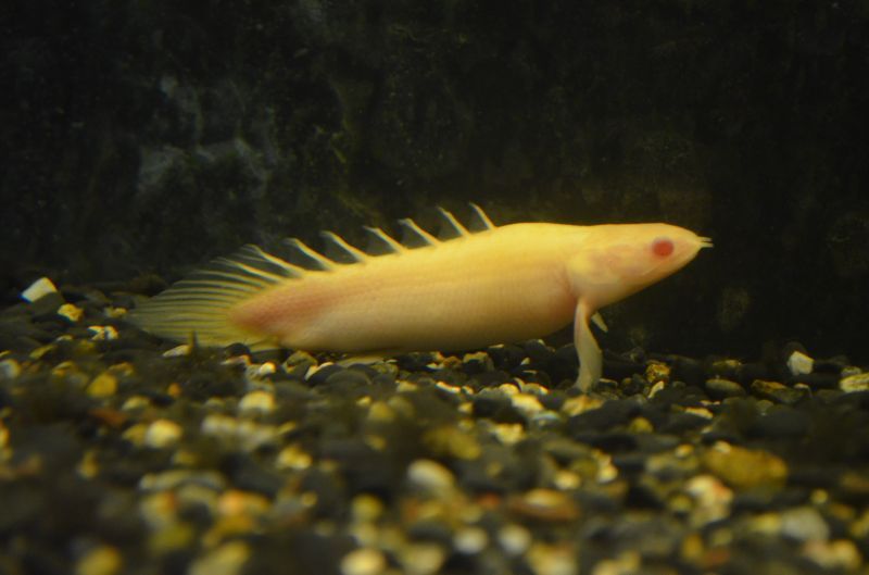 Ｐｏ．アルビノセネガルス・ウルトラショートボディ - スネークヘッド ...