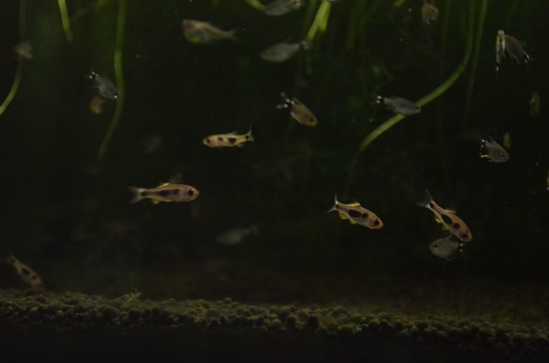 バタフライバルブ １ペア スネークヘッド等の熱帯魚の通販なら魚銀座 M8堂