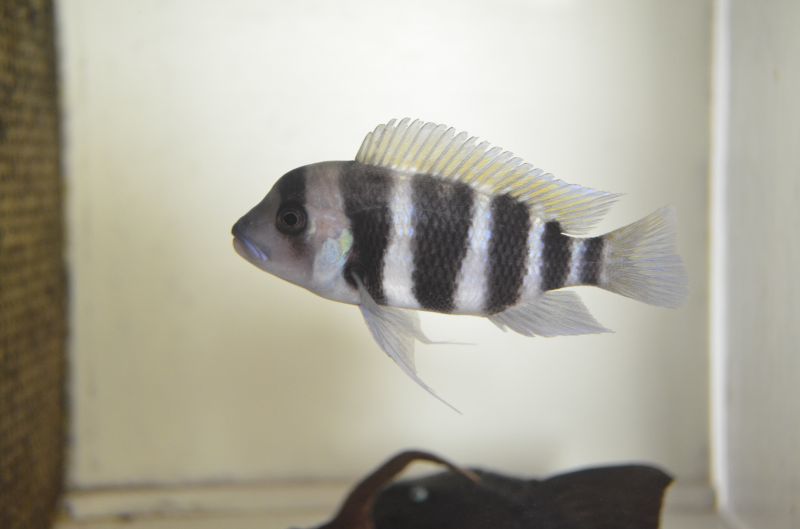 キフォティラピア フロントーサ １０cm スネークヘッド等の熱帯魚の通販なら魚銀座 M8堂
