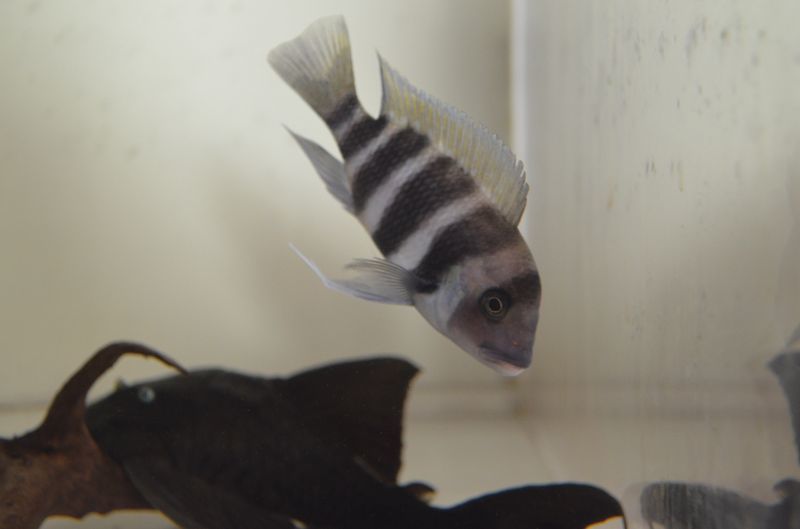 キフォティラピア フロントーサ １０cm スネークヘッド等の熱帯魚の通販なら魚銀座 M8堂