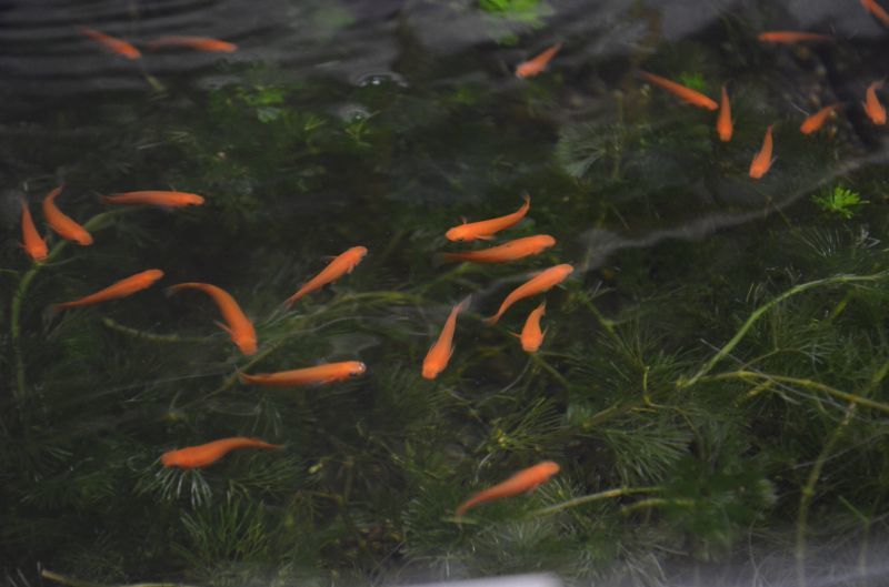 楊貴妃メダカ １ペア スネークヘッド等の熱帯魚の通販なら魚銀座 M8堂