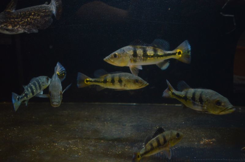キクラ オセラリス 熱帯魚
