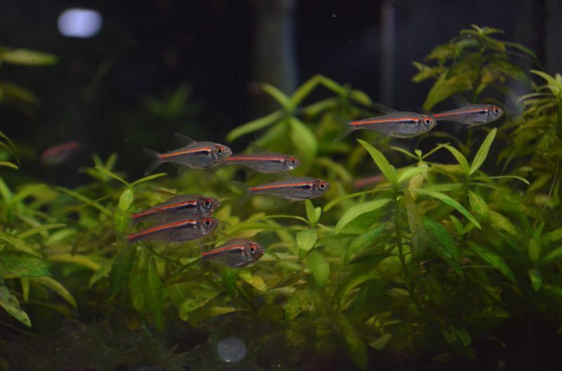 数量限定】 熱帯魚 ハイフェソブリコン 沖縄航空便要保温 ブリード 北海道 １匹 九州 アマパエンシス 観賞