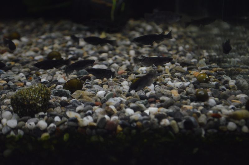 ブラックダイヤ（オロチラメ）メダカ １ペア - スネークヘッド等の熱帯魚の通販なら魚銀座 m8堂