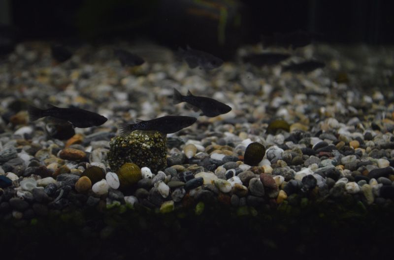 ブラックダイヤ（オロチラメ）メダカ １ペア - スネークヘッド等の熱帯魚の通販なら魚銀座 m8堂