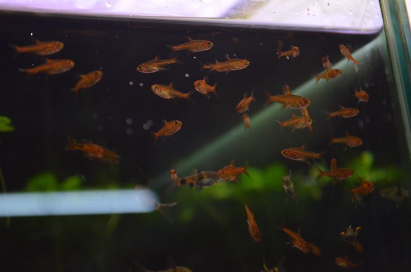 驚きの値段で】 スーパーセール 熱帯魚 生体 レッドテトラ ファイヤーテトラ 約２cm １０匹 ccps.sn