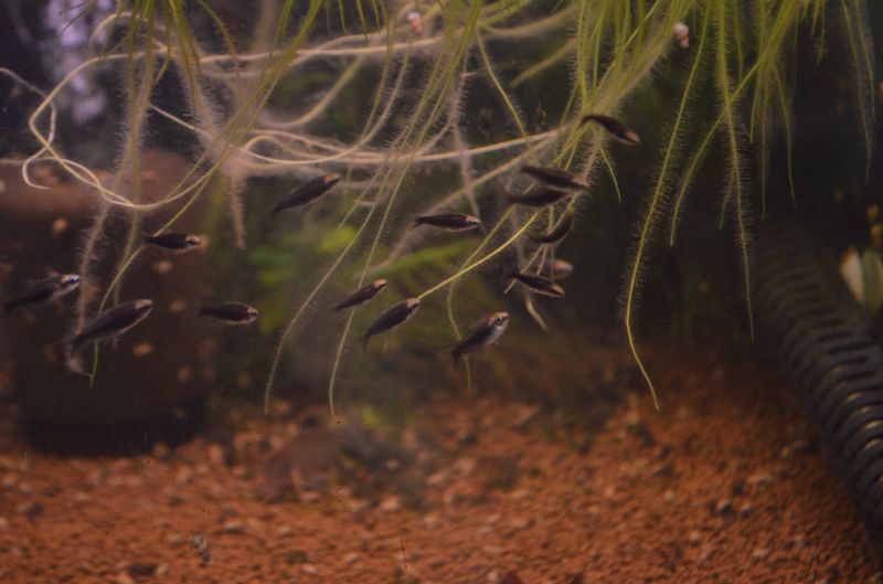 ブラック エンペラーテトラ ５匹 スネークヘッド等の熱帯魚の通販なら魚銀座 M8堂