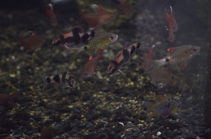 メロンバルブ スネークヘッド等の熱帯魚の通販なら魚銀座 M8堂