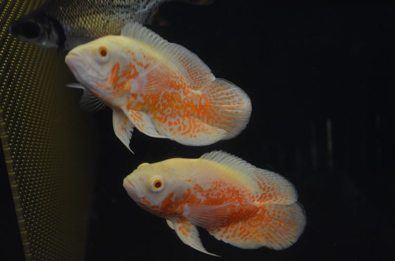 アルビノルビーレッドオスカー スネークヘッド等の熱帯魚の通販なら魚銀座 M8堂