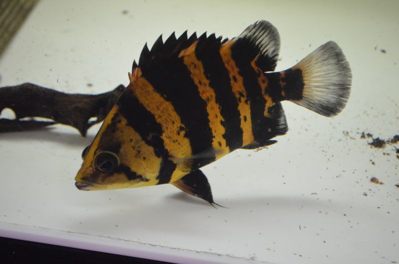 ニューギニアダトニオ