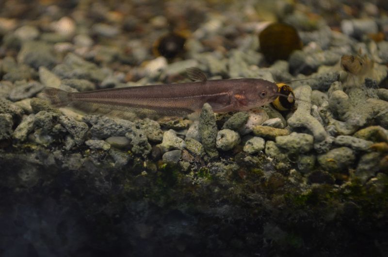 ビワコオオナマズ ベビー スネークヘッド等の熱帯魚の通販なら魚銀座 M8堂