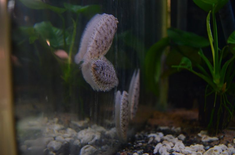 ニューギニア淡水カレイ スネークヘッド等の熱帯魚の通販なら魚銀座 M8堂
