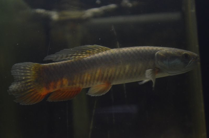 パープルレインボーホーリー スネークヘッド等の熱帯魚の通販なら魚銀座 M8堂