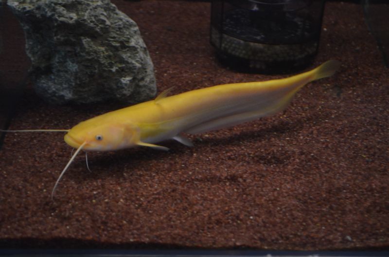 アルビノ南方大口ナマズ スネークヘッド等の熱帯魚の通販なら魚銀座 M8堂