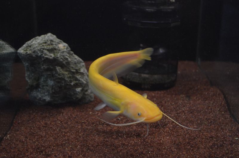 アルビノ南方大口ナマズ スネークヘッド等の熱帯魚の通販なら魚銀座 M8堂