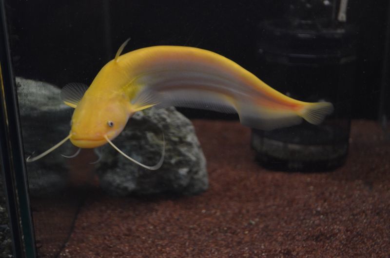 アルビノ南方大口ナマズ スネークヘッド等の熱帯魚の通販なら魚銀座 M8堂