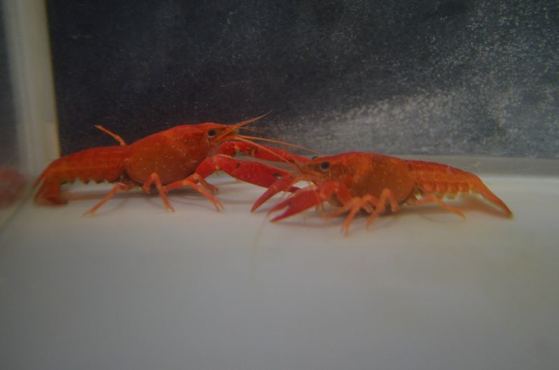 レッド オレンジ ザリガニ １ペア スネークヘッド等の熱帯魚の通販なら魚銀座 M8堂