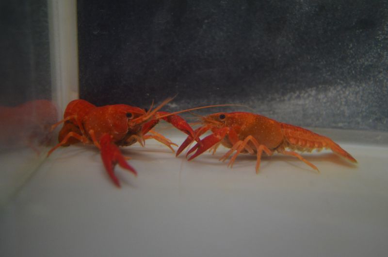 レッド オレンジ ザリガニ １ペア スネークヘッド等の熱帯魚の通販なら魚銀座 M8堂