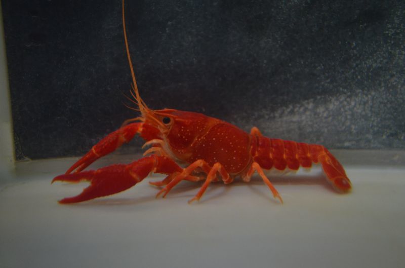 スーパーレッドザリガニ スネークヘッド等の熱帯魚の通販なら魚銀座 M8堂