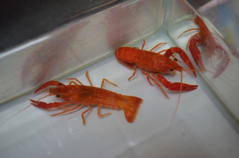 レッド オレンジ ザリガニ １ペア スネークヘッド等の熱帯魚の通販なら魚銀座 M8堂