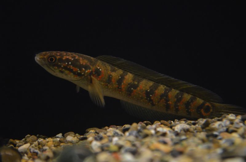 コウタイ レッドストライプタイガー スネークヘッド等の熱帯魚の通販なら魚銀座 M8堂