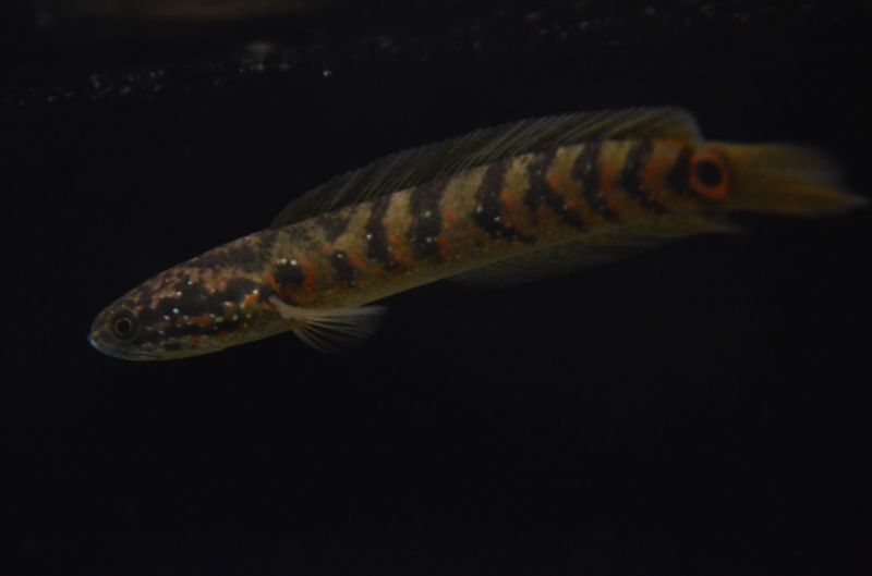 コウタイ・レッドストライプタイガー スネークヘッド等の熱帯魚の通販なら魚銀座 m8堂