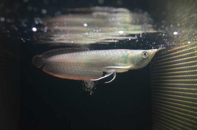 シルバーアロワナ ２５cm スネークヘッド等の熱帯魚の通販なら魚銀座 M8堂
