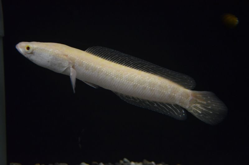 アルビノカムルチー スネークヘッド等の熱帯魚の通販なら魚銀座 M8堂