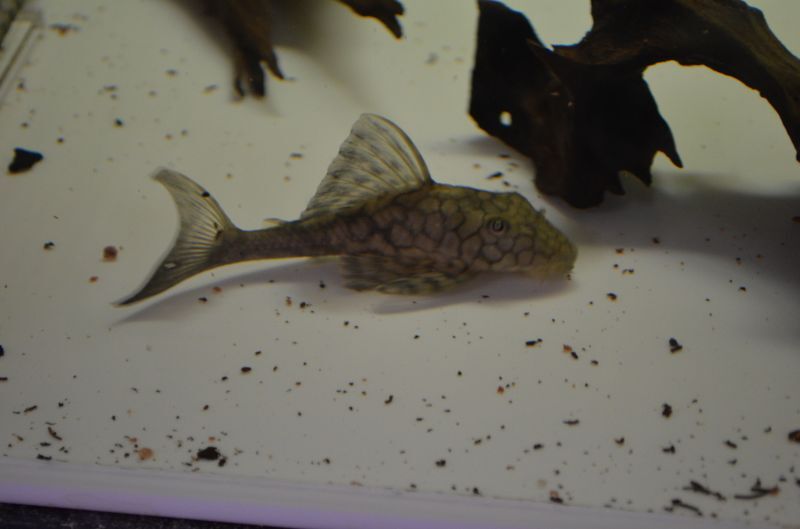 スネークスキンｐ スネークヘッド等の熱帯魚の通販なら魚銀座 M8堂