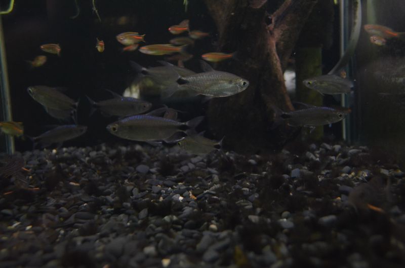 ブルーダイヤモンドコンゴテトラ １ペア スネークヘッド等の熱帯魚の通販なら魚銀座 M8堂