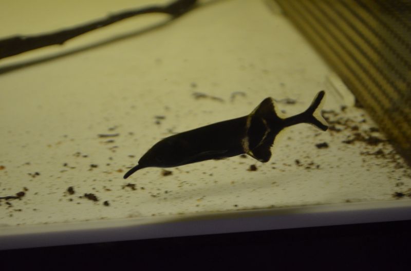 エレファントノーズ フィッシュ スネークヘッド等の熱帯魚の通販なら魚銀座 M8堂