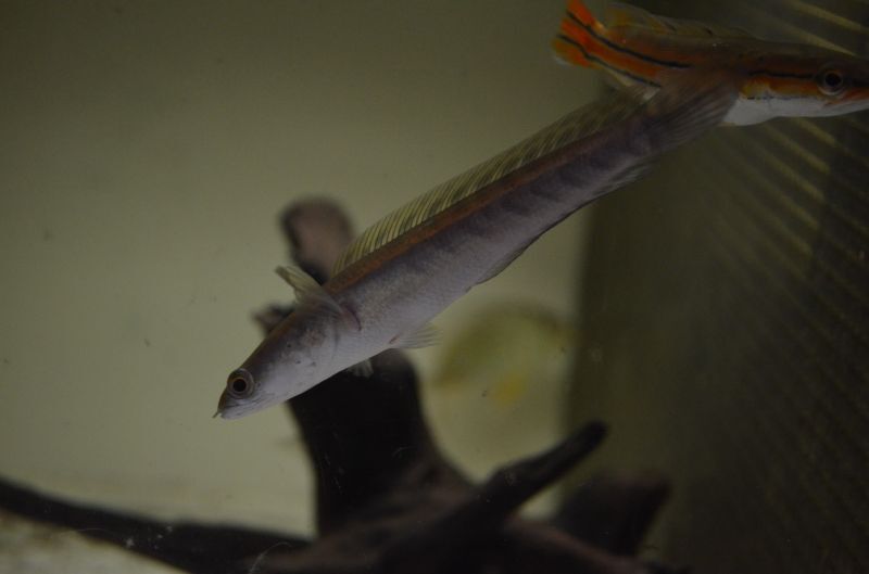 マルリオイルデス 熱帯魚、スネークヘッド