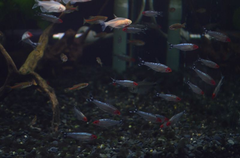 ダイヤモンド・ラミノーズテトラ 5匹 - スネークヘッド等の熱帯魚の通販なら魚銀座 m8堂 ダイヤモンド・ラミノーズテトラ 5匹 - スネークヘッド等の熱帯魚の通販なら魚銀座 m8堂
