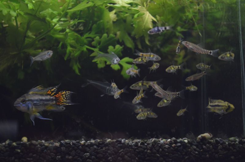 アピストグラマ カカトゥオイデス ダブルレッド １ペア スネークヘッド等の熱帯魚の通販なら魚銀座 M8堂