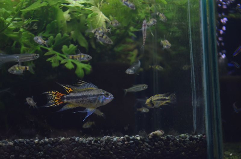 アピストグラマ カカトゥオイデス ダブルレッド １ペア スネークヘッド等の熱帯魚の通販なら魚銀座 M8堂