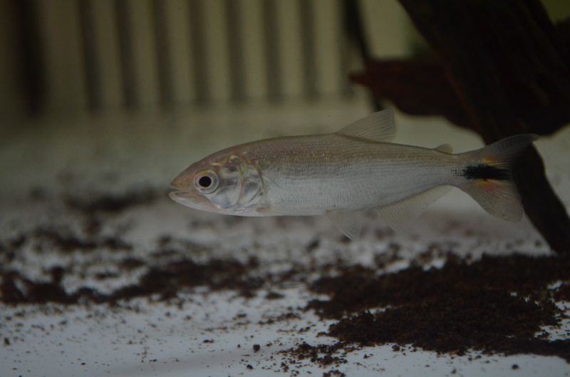 ドラド スネークヘッド等の熱帯魚の通販なら魚銀座 M8堂