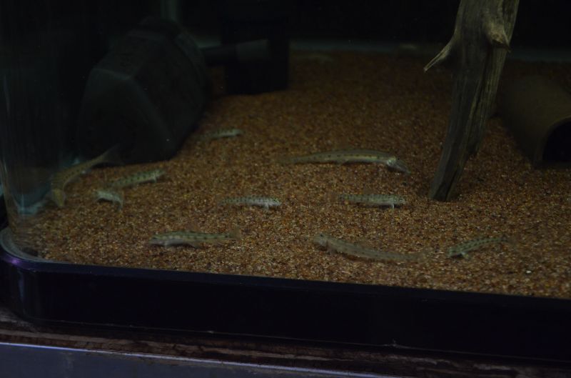 ポルカドットローチ スネークヘッド等の熱帯魚の通販なら魚銀座 M8堂