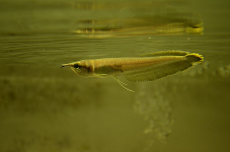 ブラックアロワナ ベビー スネークヘッド等の熱帯魚の通販なら魚銀座 M8堂