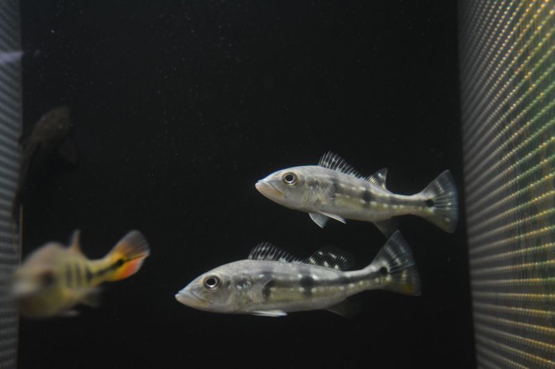 キクラ・ピクティ アラグアイアブルー 熱帯魚