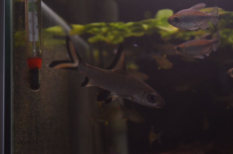 シルバーシャーク １０cm スネークヘッド等の熱帯魚の通販なら魚銀座 M8堂