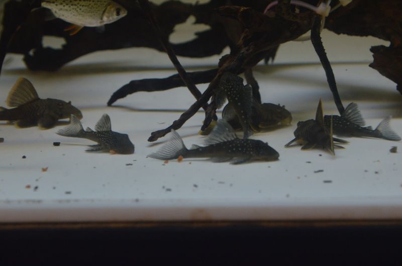ブルーフィンｐ スネークヘッド等の熱帯魚の通販なら魚銀座 M8堂