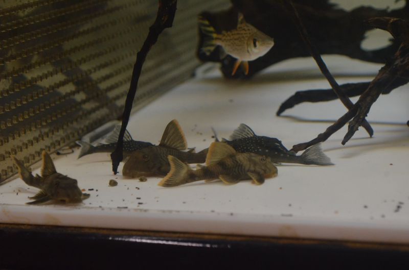 オレンジフィンタイガーｐ スネークヘッド等の熱帯魚の通販なら魚銀座 M8堂